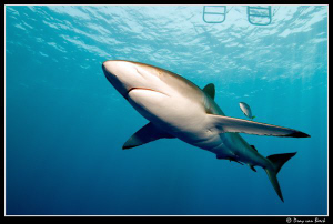 Silky sharks back in the Red Sea... by Dray Van Beeck 